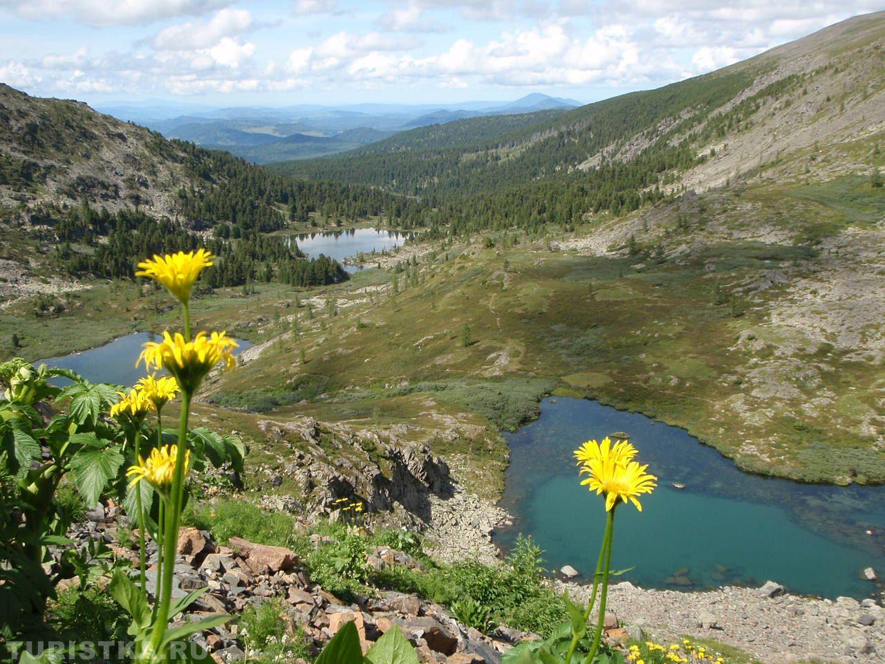 Дороникум на Алтае