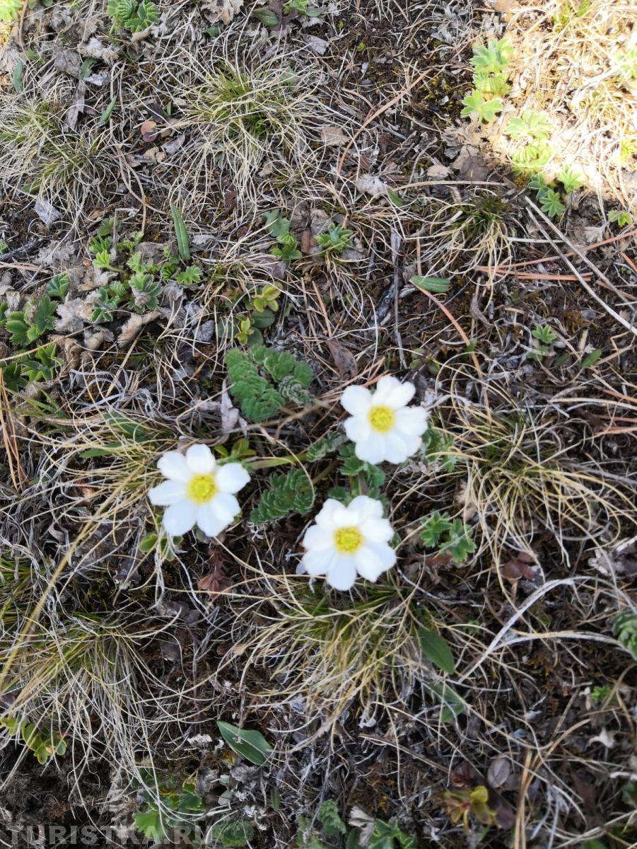 Дриада на Алтае