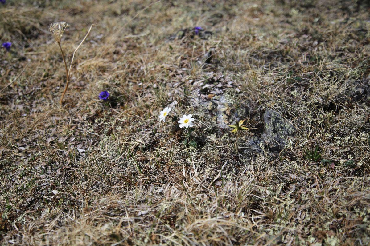 Дриада на Алтае