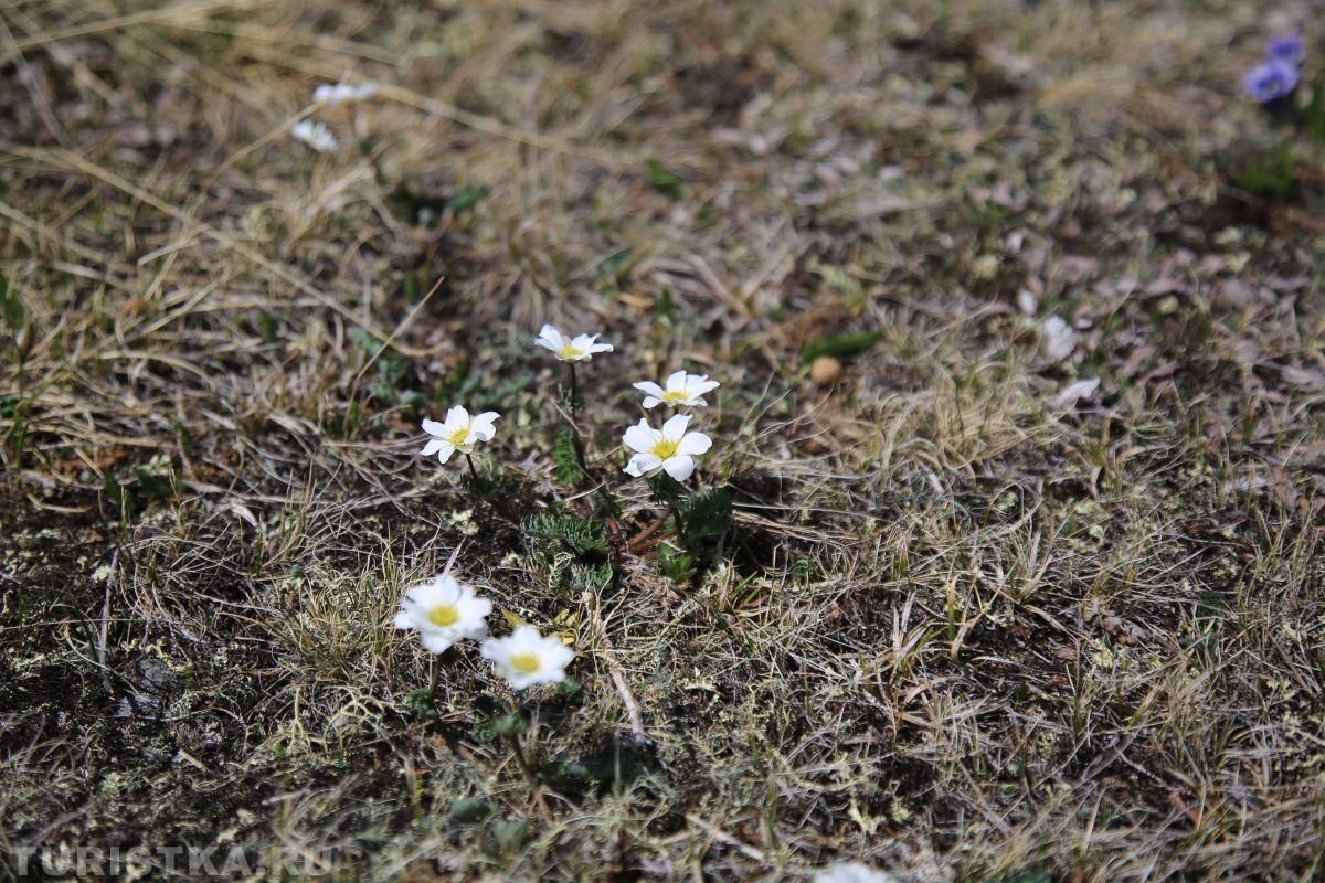 Дриада на Алтае