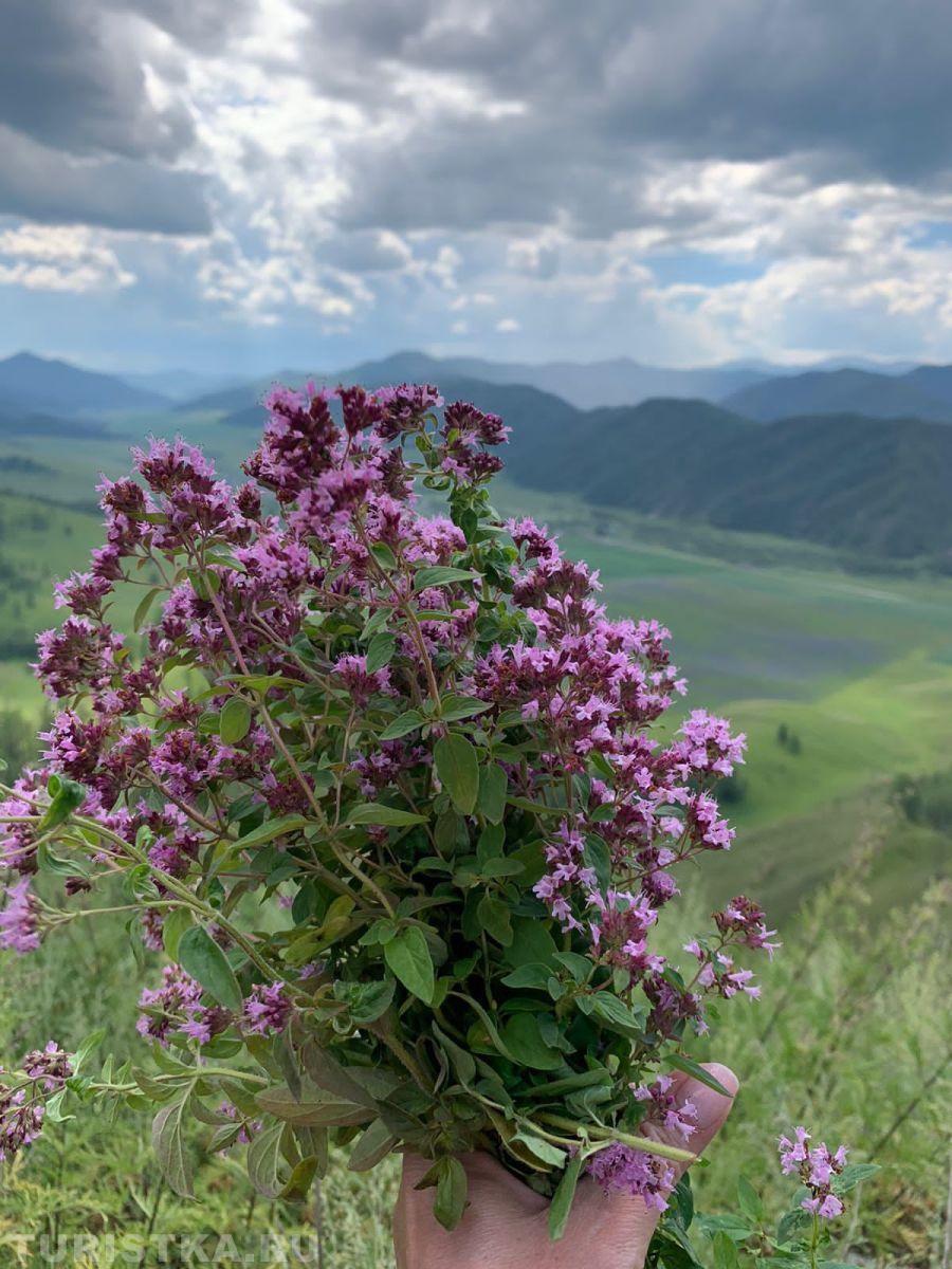 Душица на Алтае
