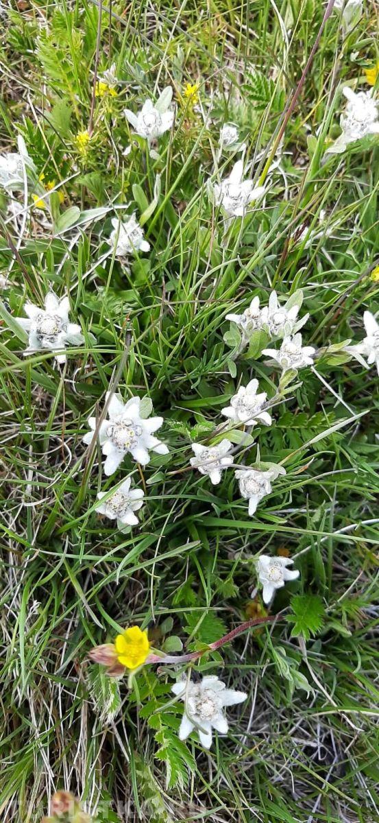 Эдельвейсы на Алтае