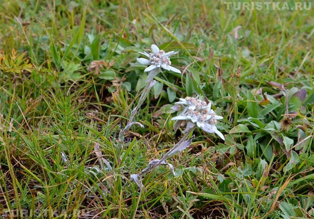 Эдельвейсы на Алтае