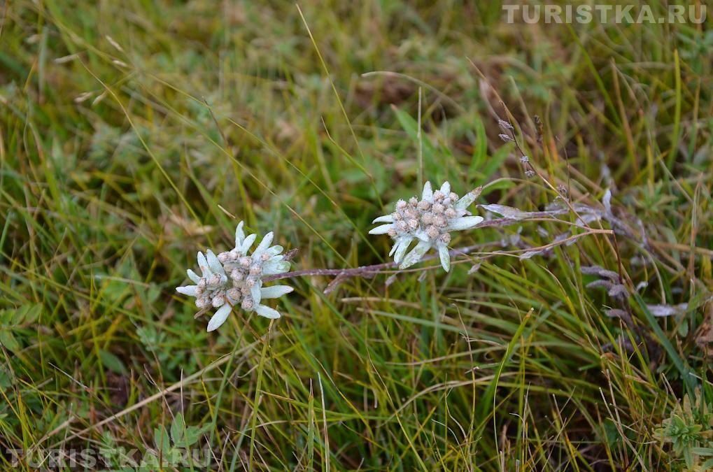 Эдельвейсы на Алтае