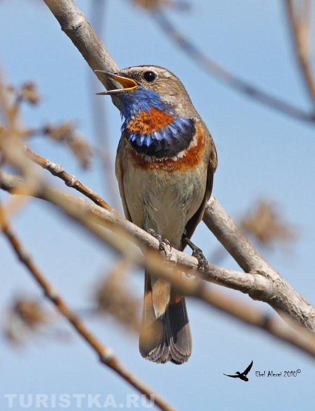 Варакушка. Ее песня состоит из многих чужих птичьих фраз и звуков