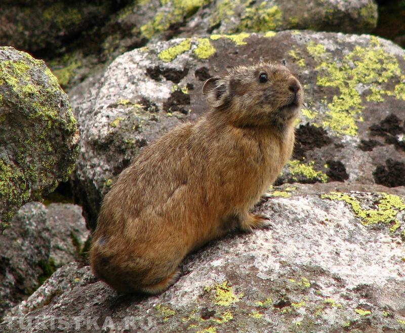 Алтайская пищуха (сеноставка)