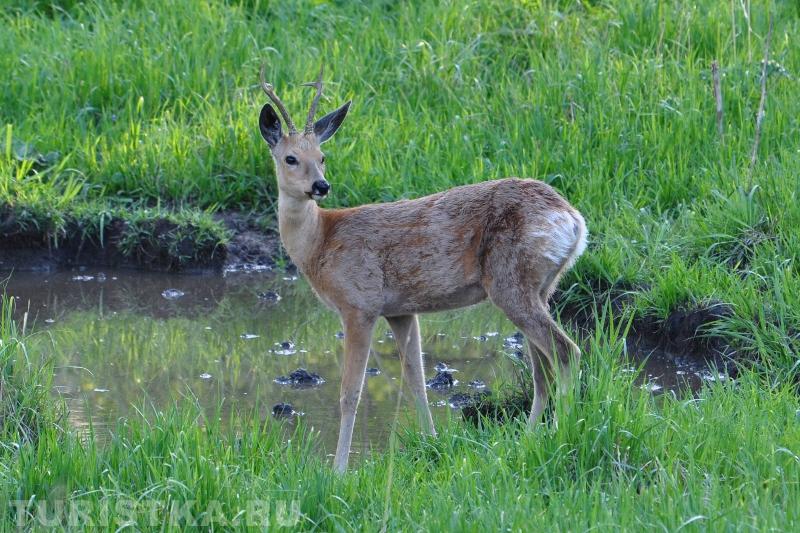 Сибирская косуля