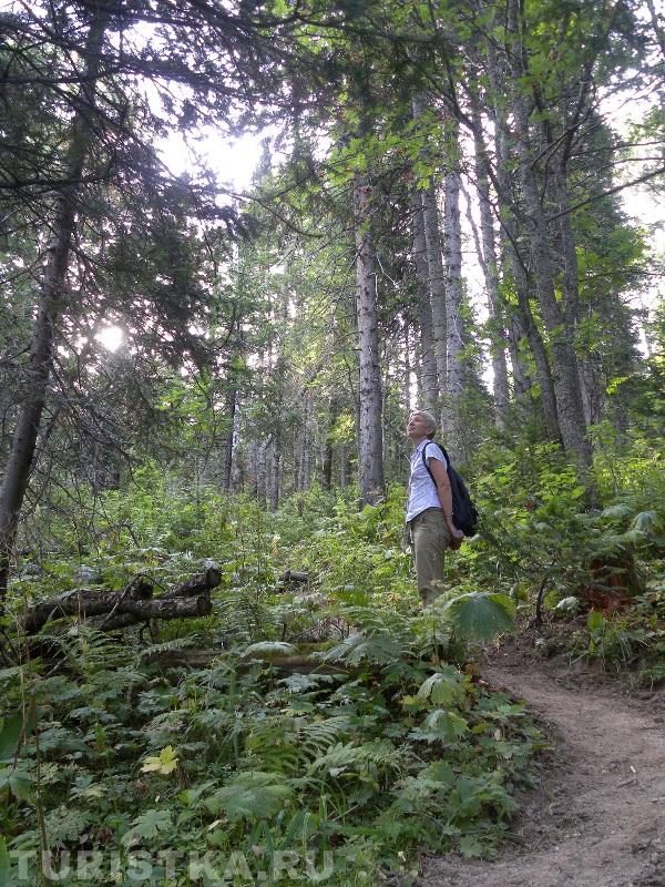 Черневая тайга