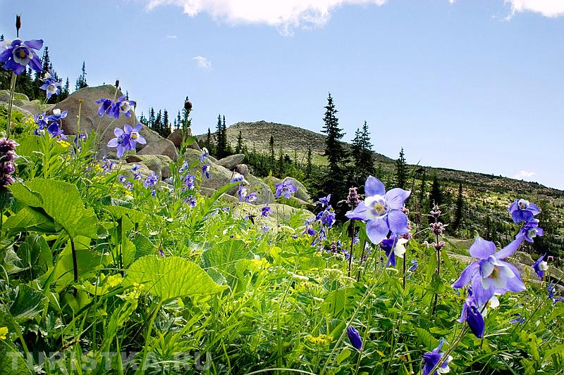 Водосбор железистый в субальпийских лугах