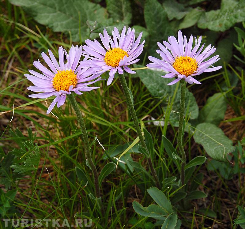 Астра альпийская в горных степях