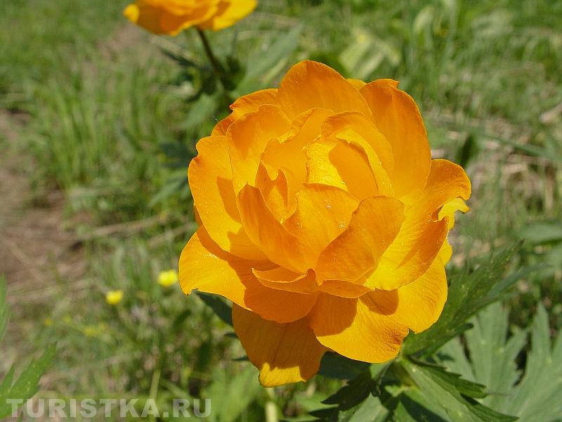 Купальницая алтайская ("жарки")