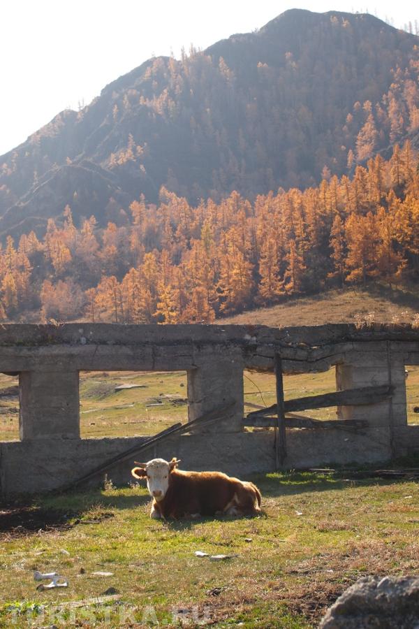 вблизи села Ороктой