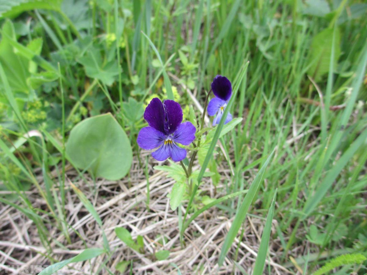 Фиалка алтайская