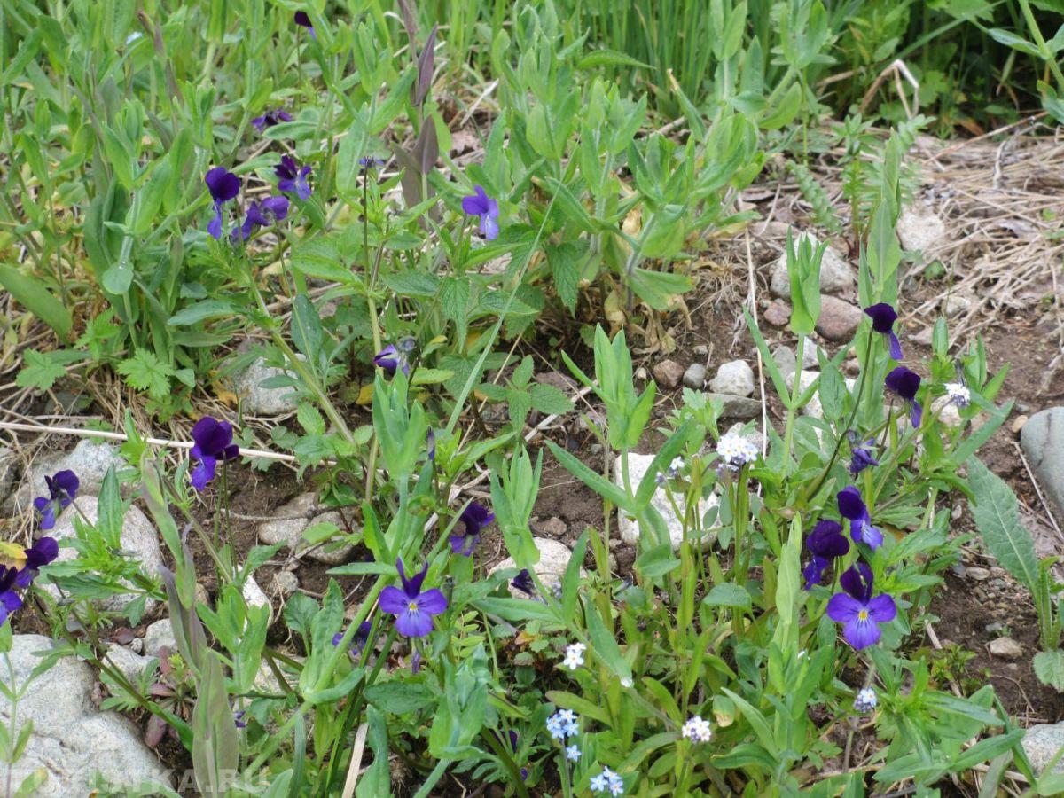 Фиалка алтайская