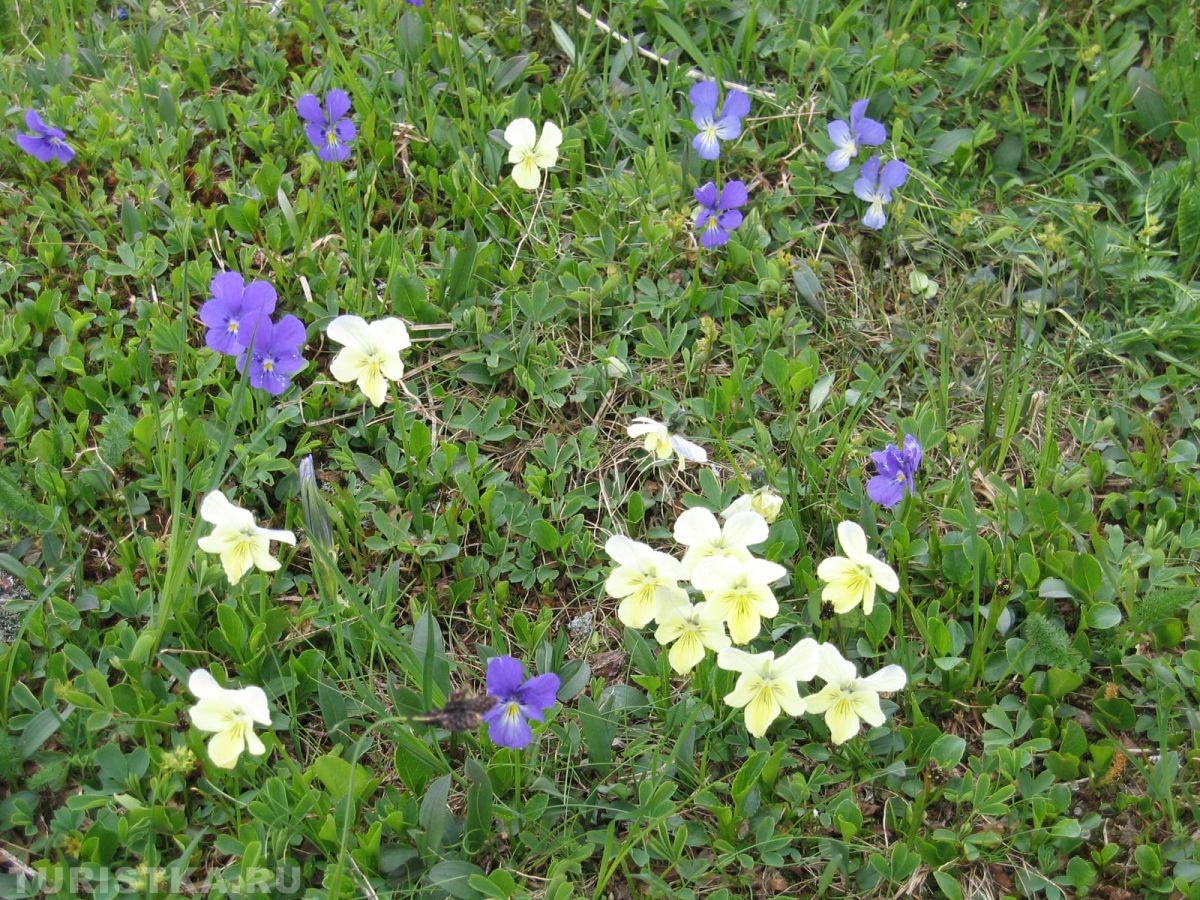 Фиалка алтайская