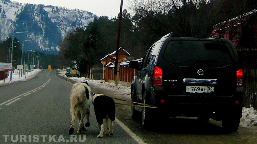 "Лошадиных сил не всегда хватает, добавлено две собачьи-тюнинг по Алтайски!)) ...или Бурлаки на Катуни."