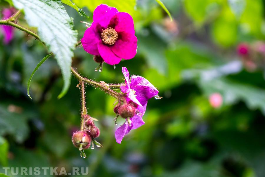 В Ботаническом саду