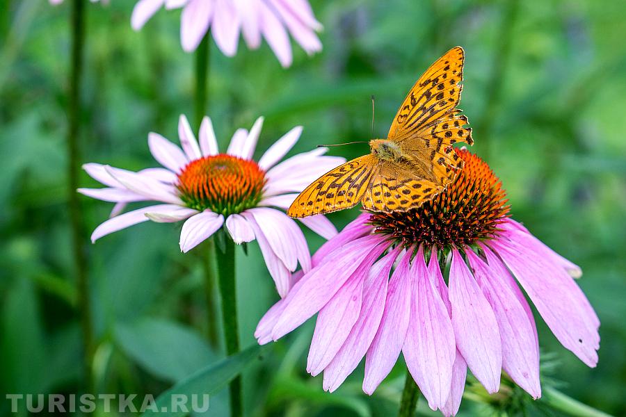 В Ботаническом саду