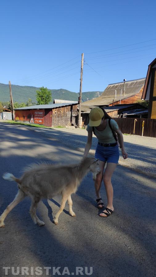 1. "Каков козел, и у моих ног." Манжерок