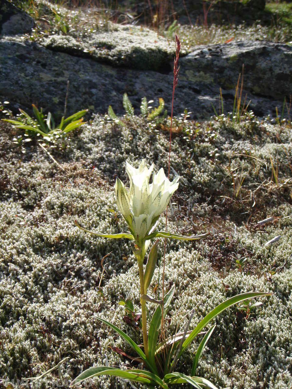 Горечавка холодная на Алтае