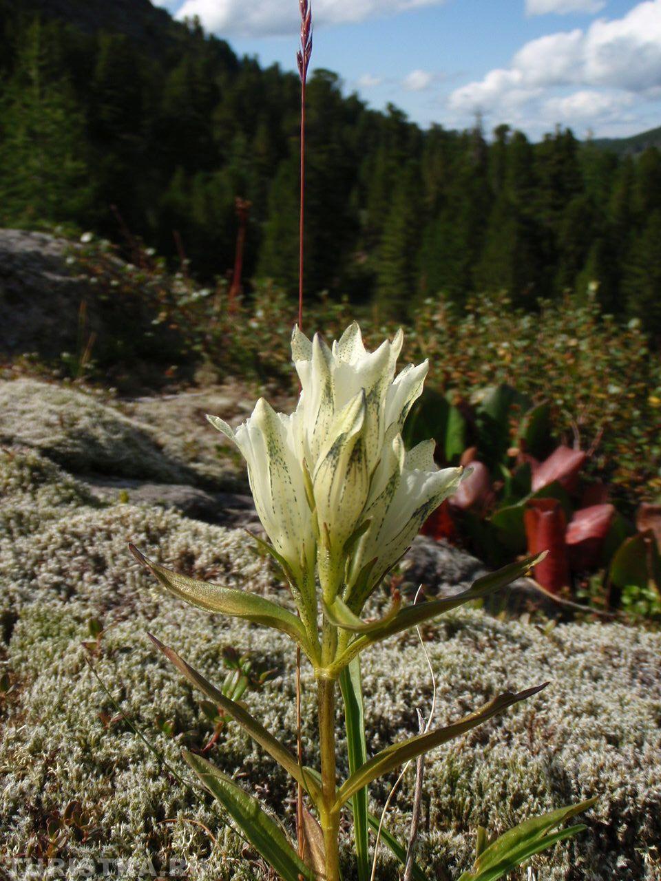 Горечавка холодная на Алтае