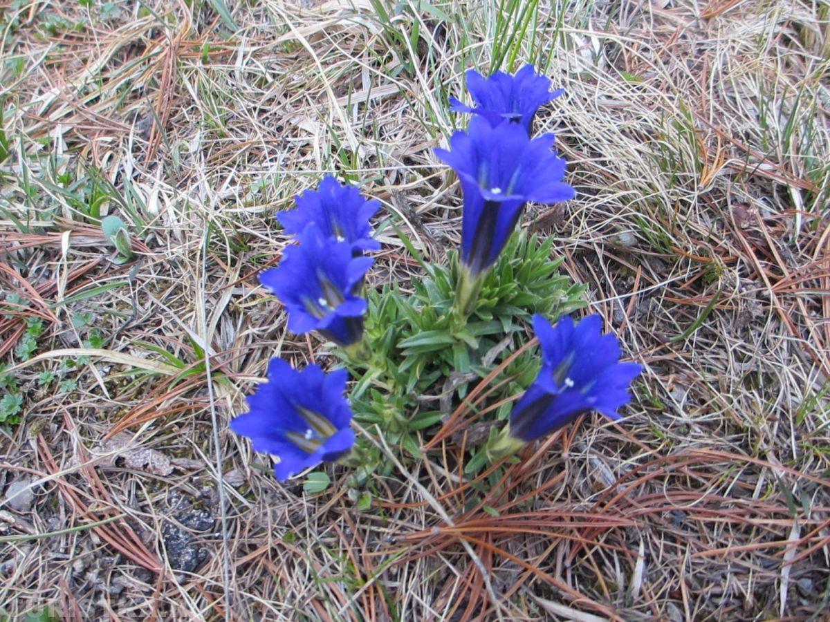 Горечавка Клузиуса