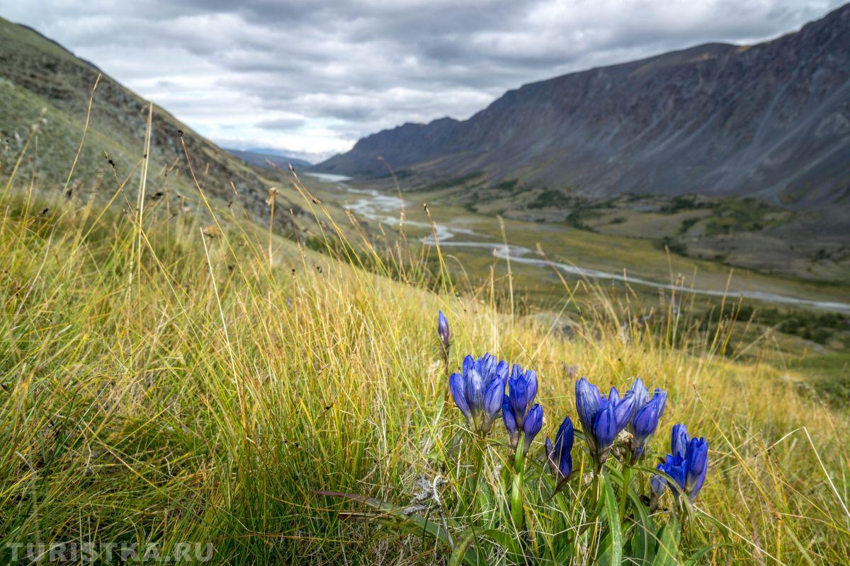Горечавка Клузиуса