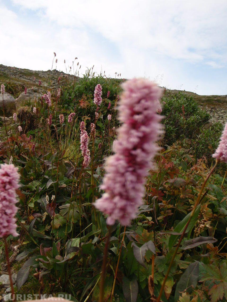 Горец змеиный на Алтае