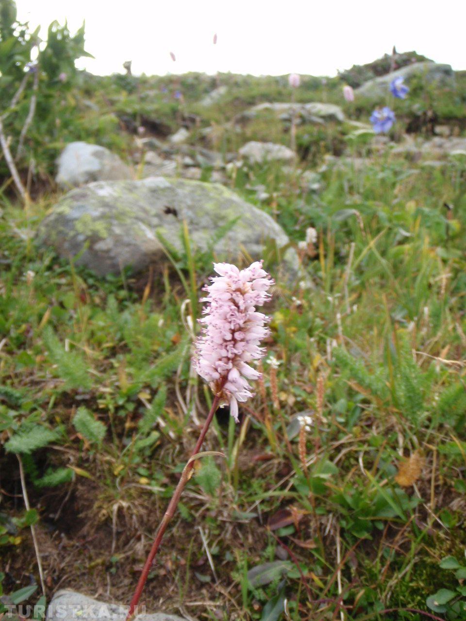 Горец змеиный на Алтае