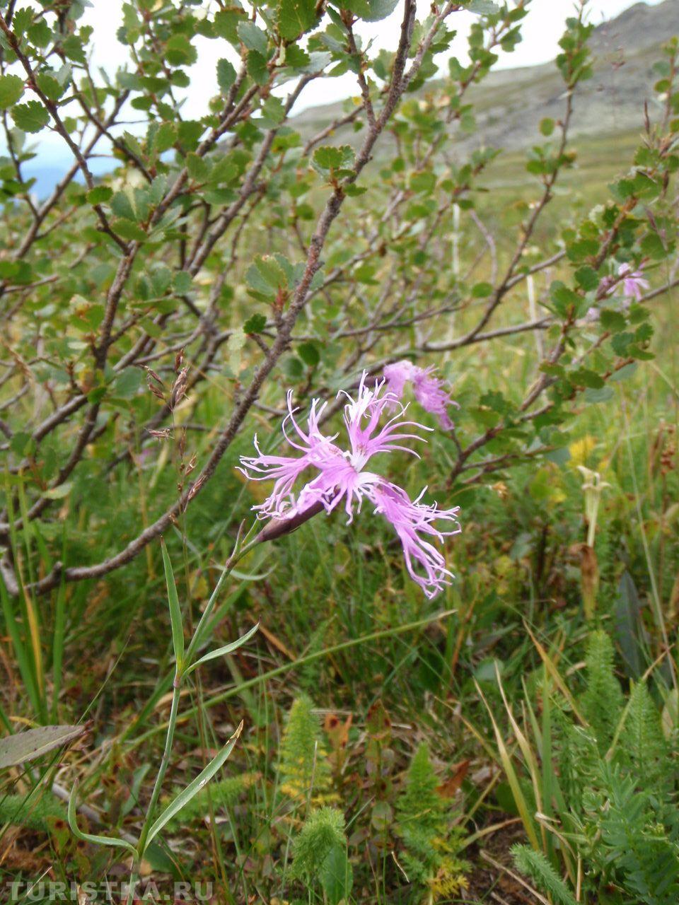 Гвоздика пышная на Алтае