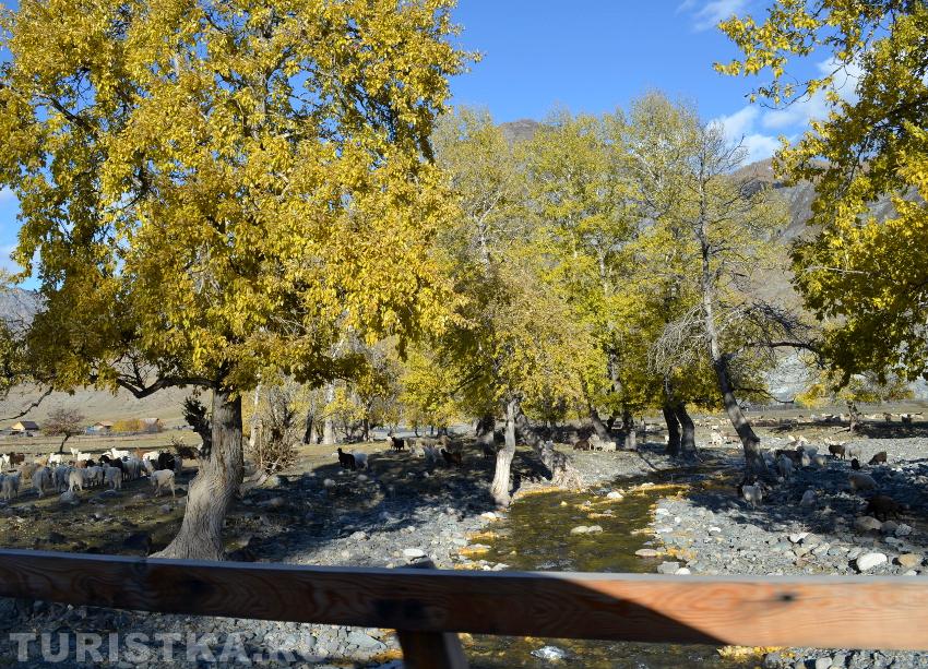 Речка в селе