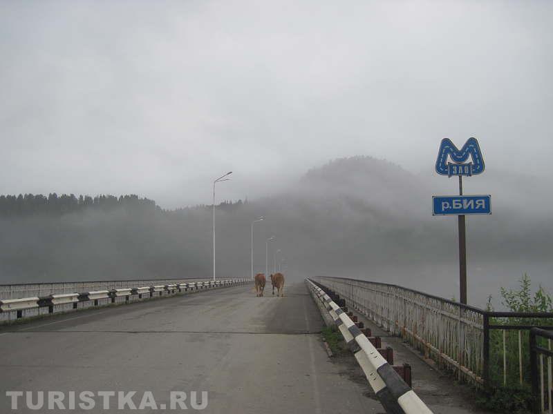 Две "подружки"