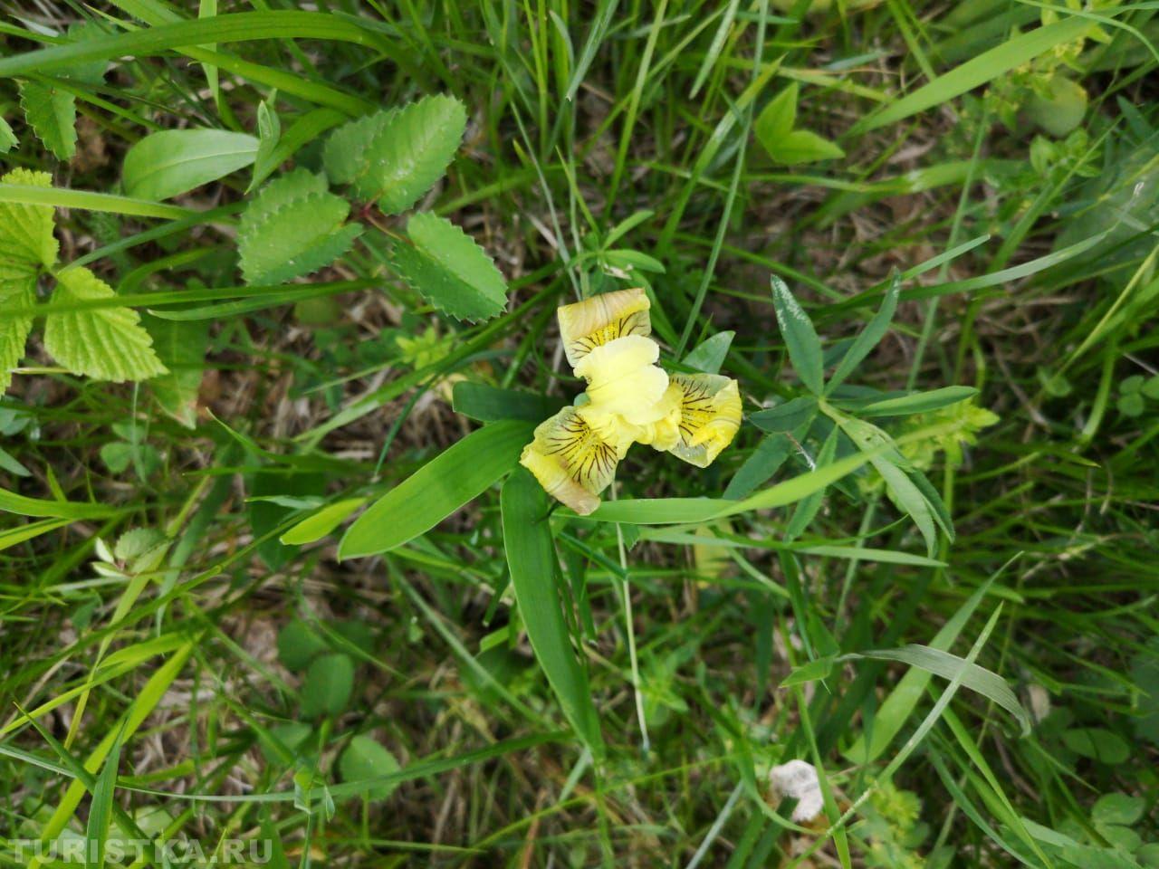 Ирис Блудова