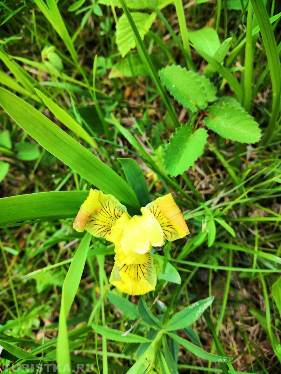 Ирис Блудова