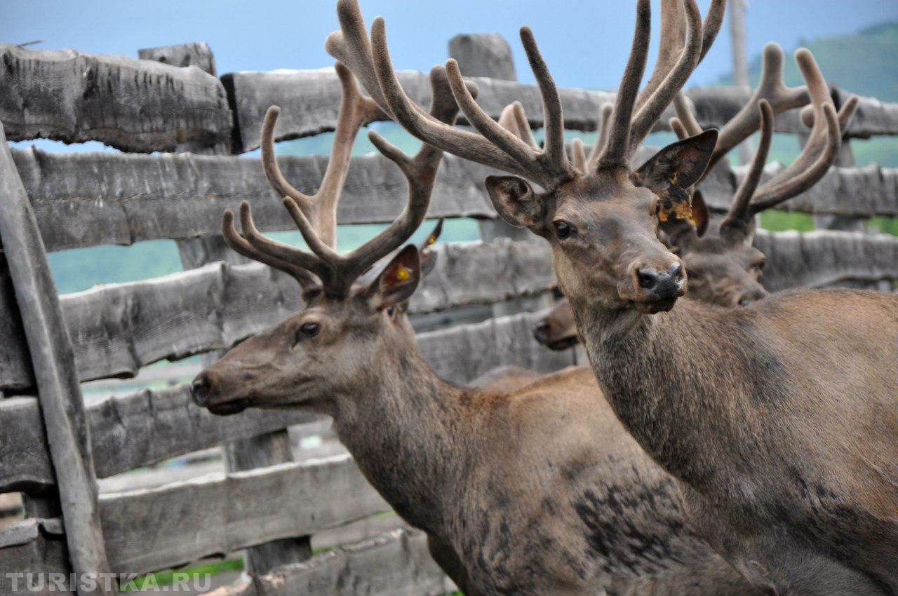 Мараловодческое хозяйство