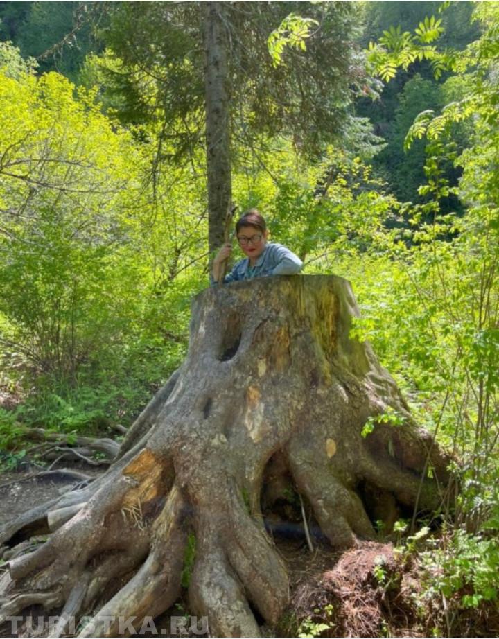 1. "Бабка Ежка" Окрестности Телецкого озера