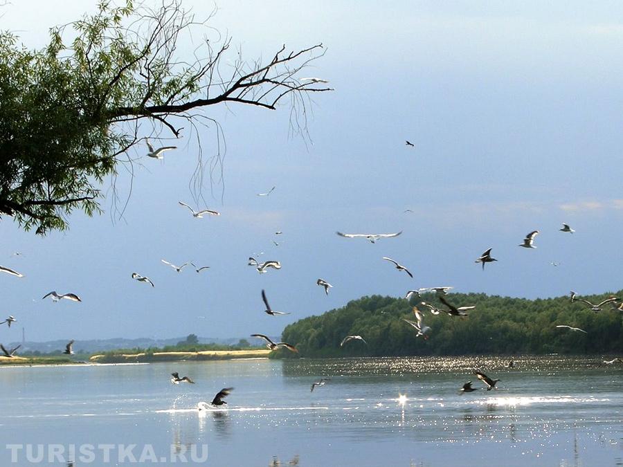 Протоки Нижней Оби