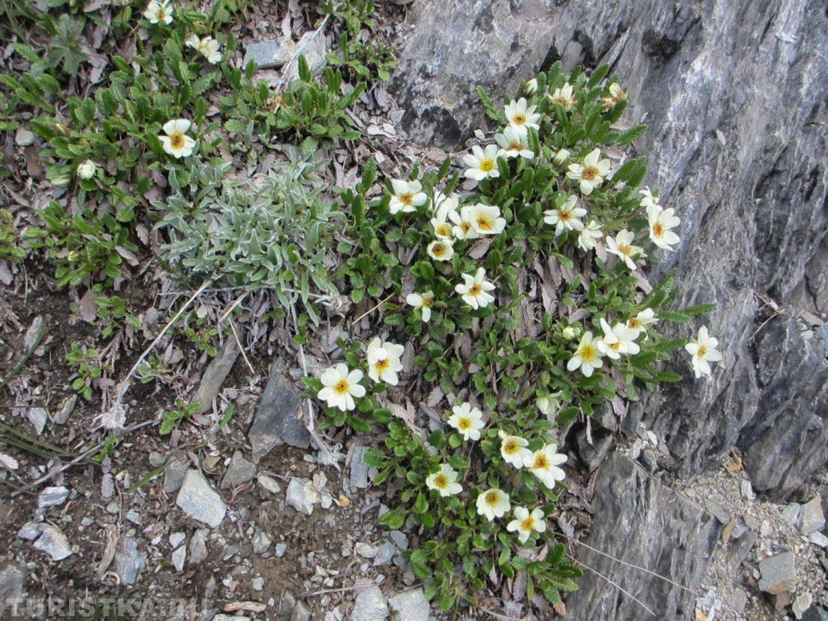 Камнеломка сибирская на Алтае