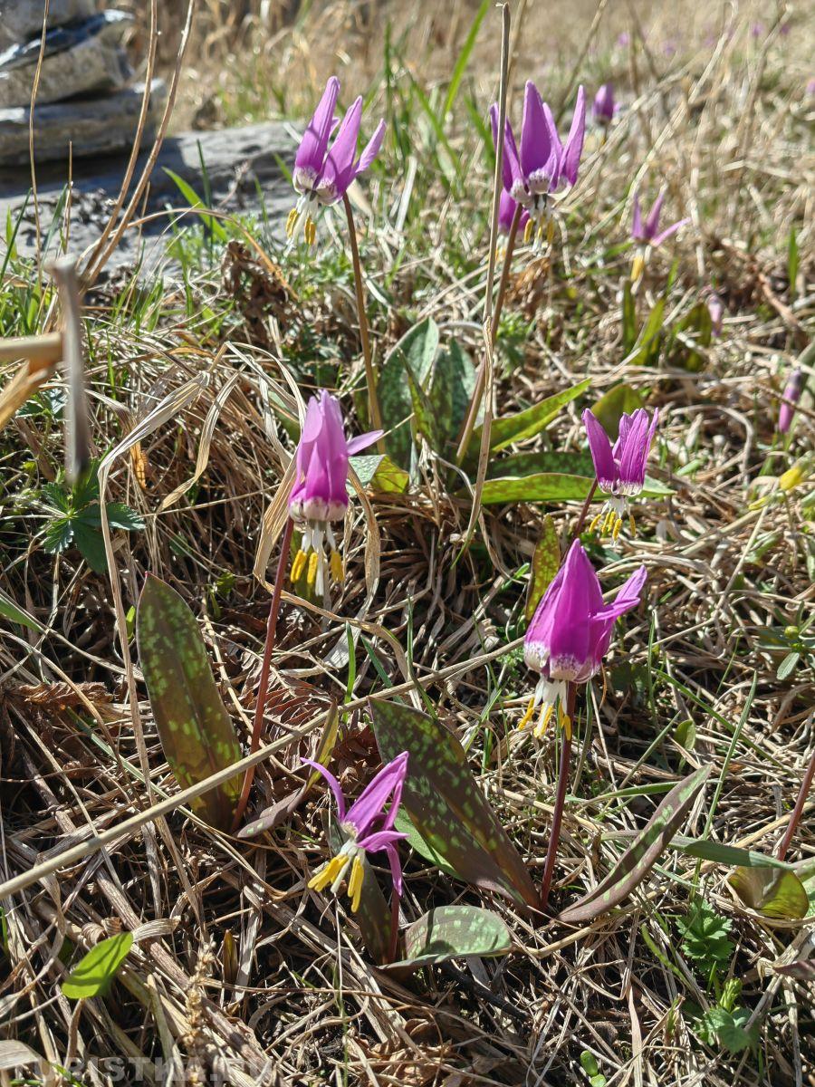 Кандык сибирскмй на Алтае
