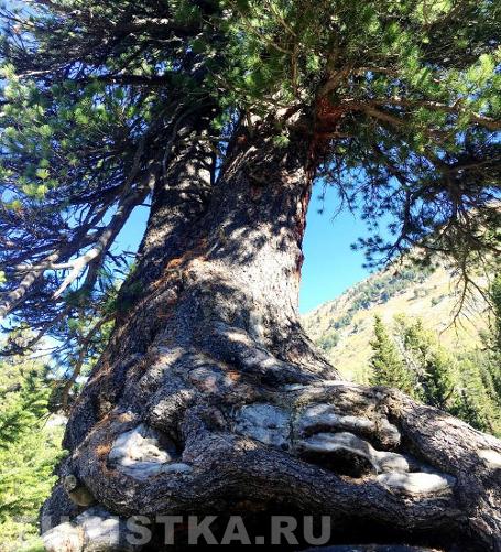 Вековые кедры : Усть-Коксинский рвйон