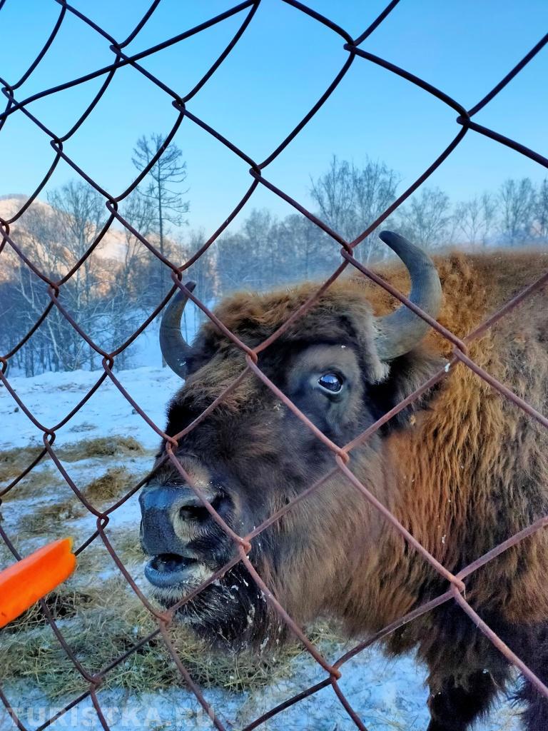 А в морковке каротин,  зубрам он необходим...ням.ням