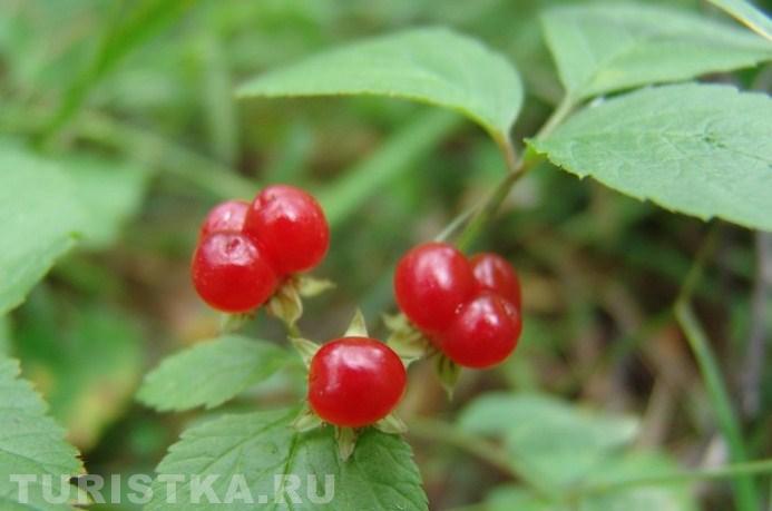 Костяника на Алтае