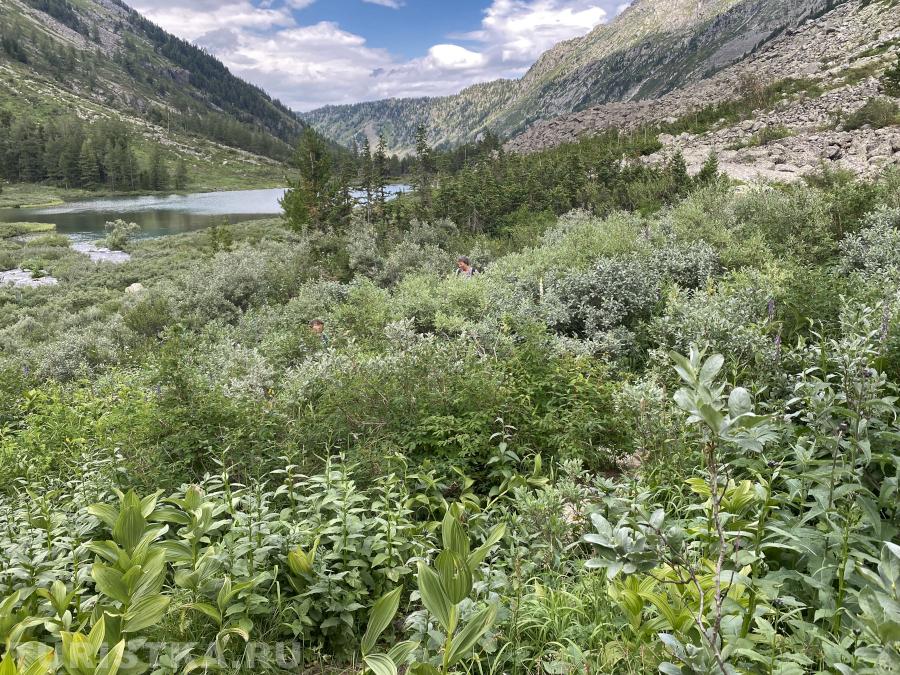 Тропа по ивняку почти с человеческий рост