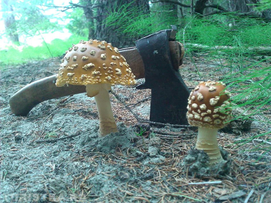 "Я страшный, я ужасный:  Морю не только мух.  Я для людей опасный.  То – правда, а не слух."Фото Крылов М.