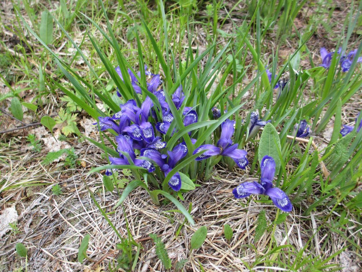 Ирис русский (Кукушкины слезки) на Алтае