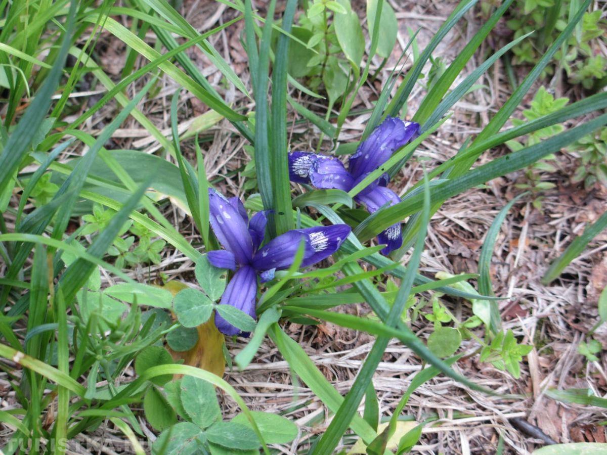 Ирис русский (Кукушкины слезки) на Алтае