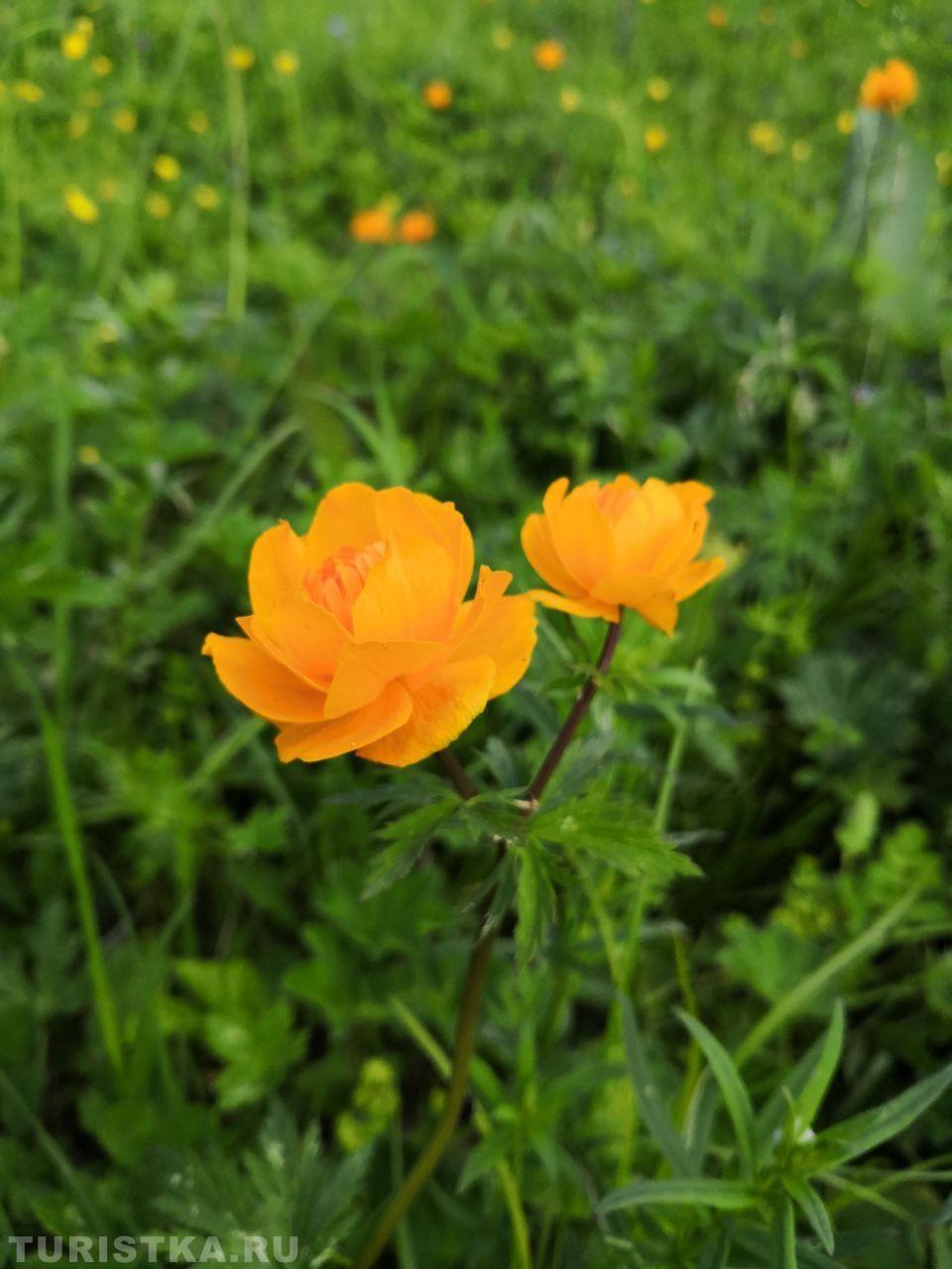 Купальница азиатская. на Алтае