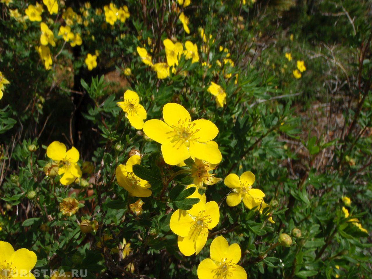 Курильский чай на Алтае