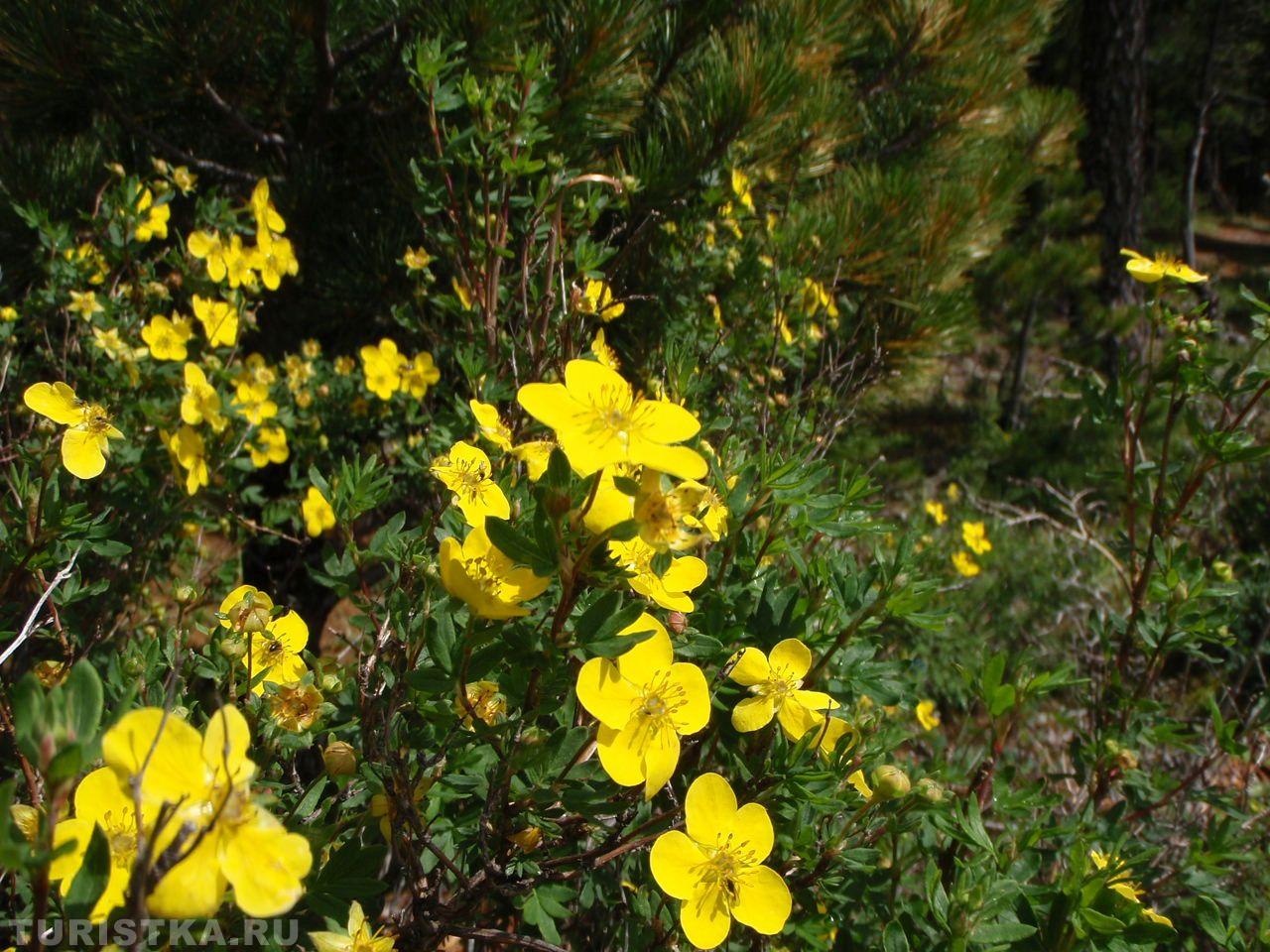 Курильский чай на Алтае