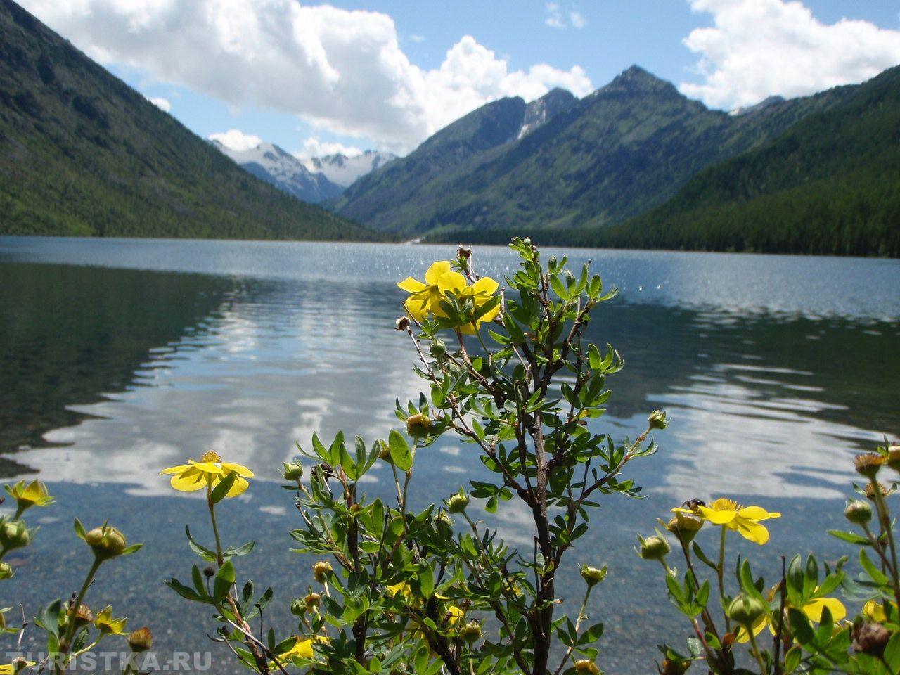Курильский чай на Алтае